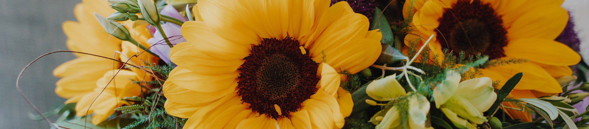 Sunflowers with detoxifying properties