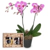 Media 1 - Deep pink Orchid (Phalaenopsis) with honeybox „Fine Duo“