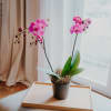 Media 2 - Deep pink Orchid (Phalaenopsis) with honeybox „Fine Duo“
