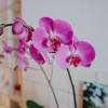 Media 4 - Deep pink Orchid (Phalaenopsis) with honeybox „Fine Duo“