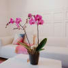 Media 5 - Deep pink Orchid (Phalaenopsis) with honeybox „Fine Duo“