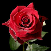 Card Red Rose