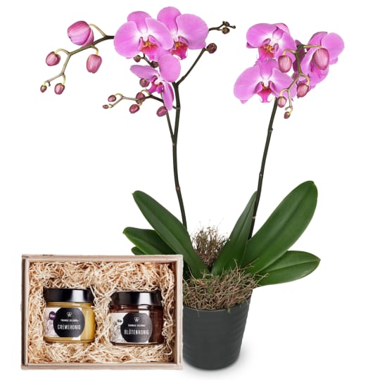 Deep pink Orchid (Phalaenopsis) with honeybox „Fine Duo“